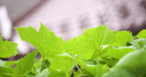 Water-Drops-On-Leaf-Surface-9