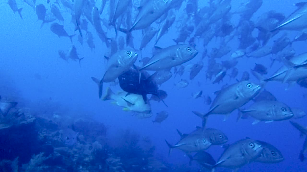 un montón de peces nadando en scools en el mar azul profundo