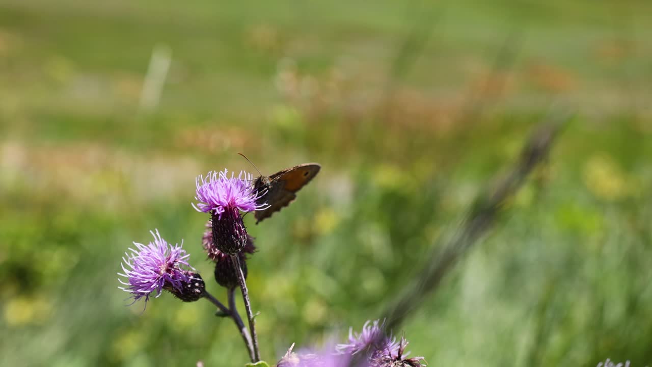 Farfalla su un fiore in un ambiente naturale