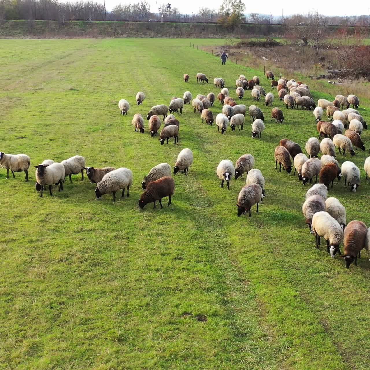 Vista aerea di pecore al pascolo in un campo. Gregge di pecore che mangia l'erba nel pascolo.