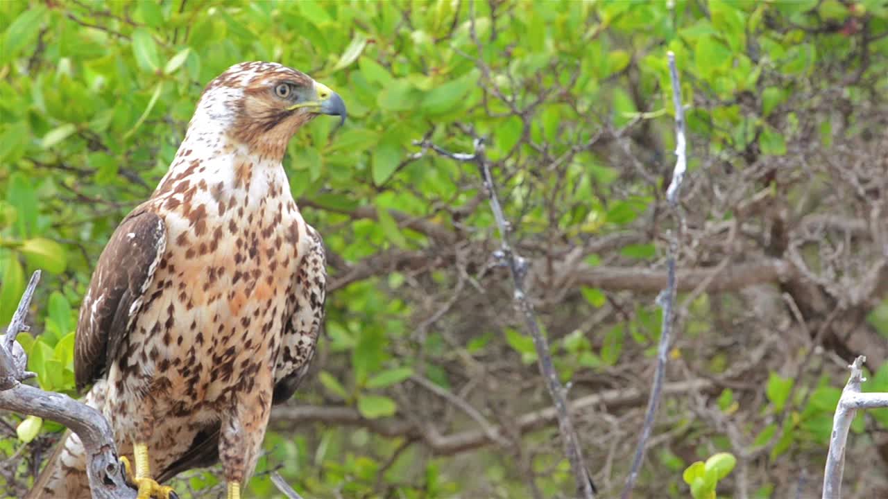 halcón endémico de galápagos mirando a la playa espumilla en la isla de santiago en el parque nacional de las islas galápagos