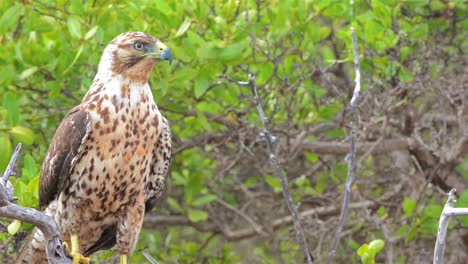 endemic galapagos hawk staring at playa espumilla on santiago island in the galapagos islands national park