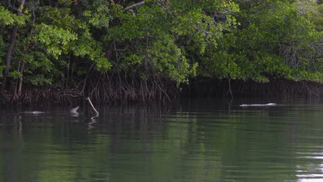 Two-crocodiles-are-approaching-each-other-for-mating-in-Daintree-National-Park-in-Queensland,-Australia