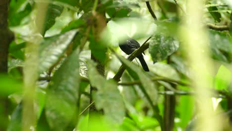 black tropical bird sitting on a branch in a rainforest. blue-black grassquit bird sitting in the tree canopy in costarica jungle.