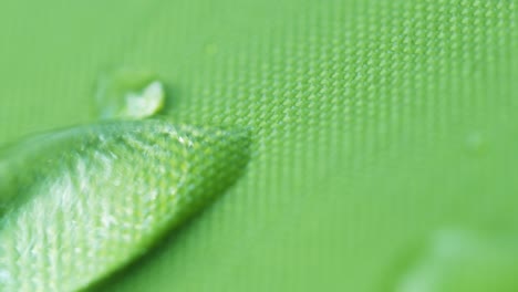 close-up of a drop of water on a green background.