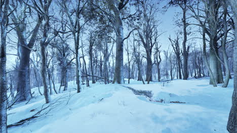 winter wonderland: a snowy forest