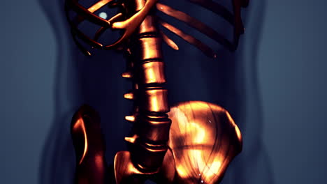 Sichtbare-Knochen-Des-Homan-Skeletts