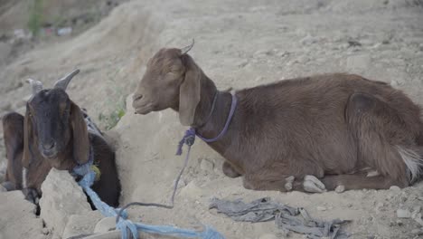 goat on sale for bakr eid celebration in india.