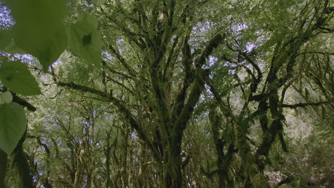 el dosel del bosque cubierto de musgo