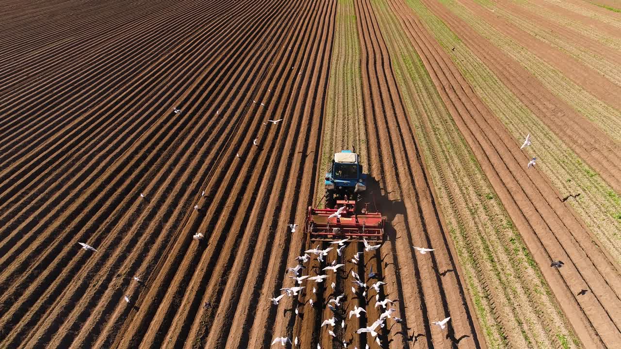 los pájaros hambrientos están volando detrás del tractor, y comen grano de la tierra cultivable.