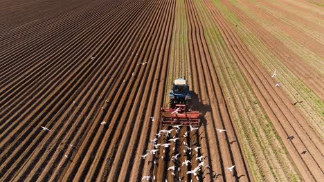 agricultural work on a tractor farmer sows grain. hungry birds are flying behind the tractor, and eat grain from the arable land.