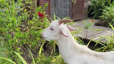 white goat in a garden