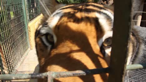dos tigres caminando hacia la cámara dentro de una jaula