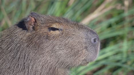 closeup of capybara head looking afar