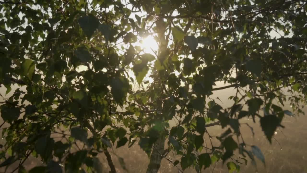Misty Sunrise in a Meadow with Birch Tree