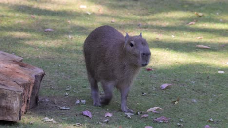 capybara in a grassy area