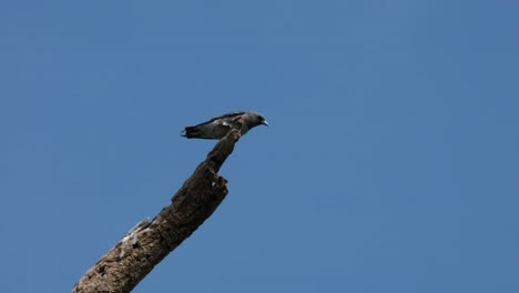 perhed on the top of a ded brnch looking around and flies away to cath its prey, ashy woodswallow artamus fuscus, thailand