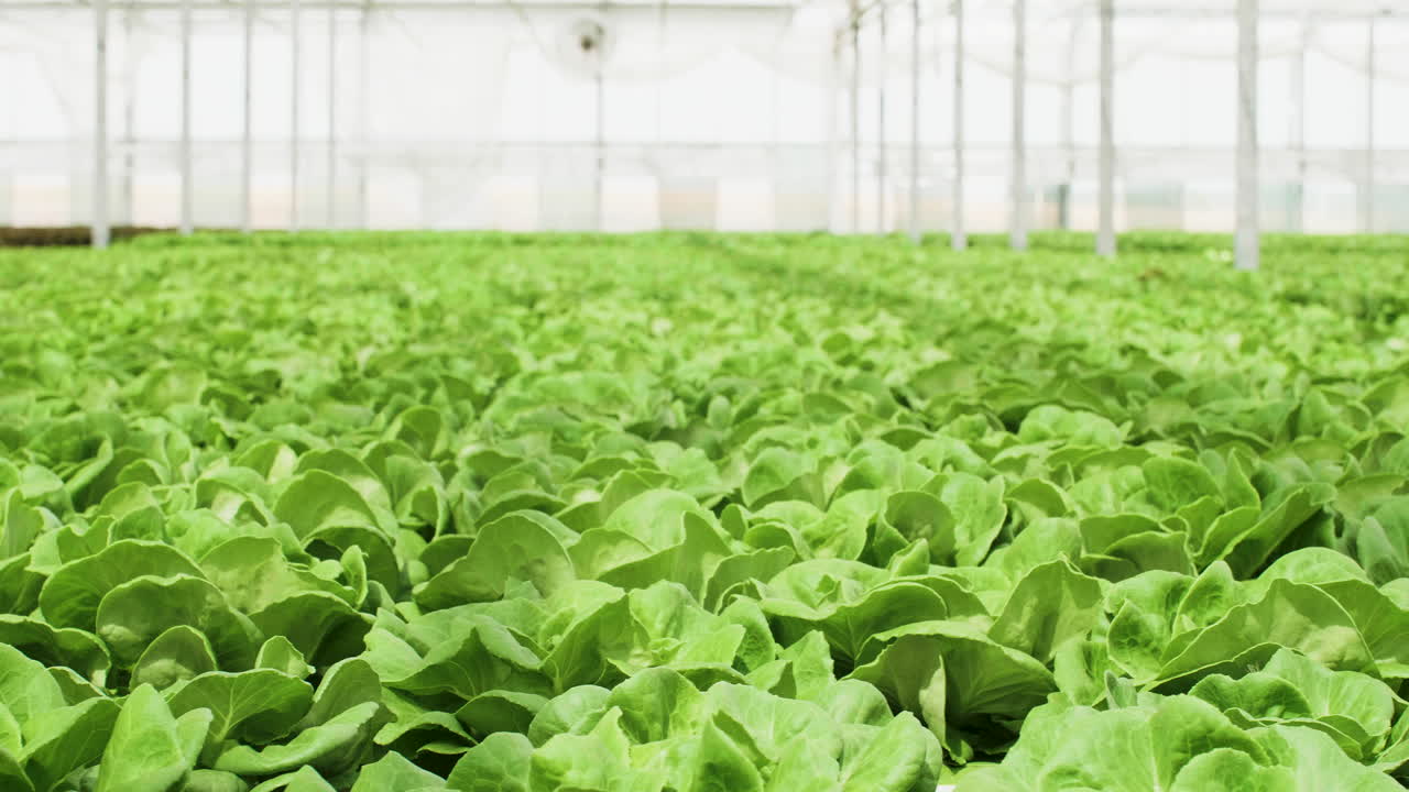 온실 에서 자라는 사탕수수