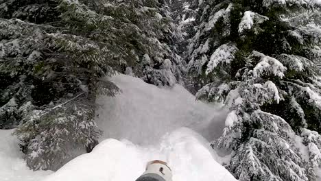 golden retriever walking in deep snow coniferous forest park during snowstorm