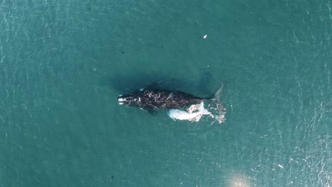 Baby-Whale-Albino-Feeding,-Milking-from-the-Mother,-Aerial-Shot,-Slow-motion