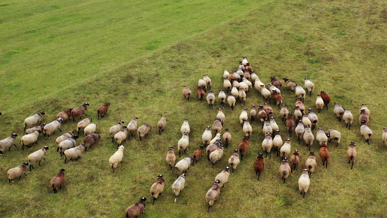 Herd of nice domestic animals outdoors. Group of white and brown fluffy sheep walking together on field. Sheep on pasture. View from above.