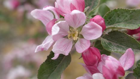 close up of apple blossom of braeburn trees on a windy day in may in kent uk