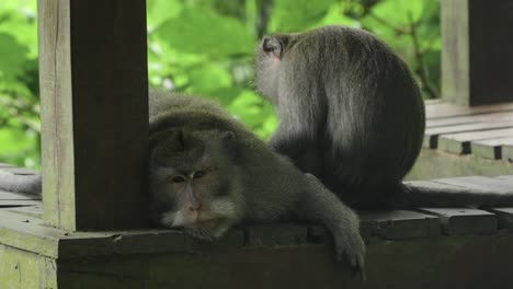 two long-tailed macaques sitting together, grooming and relaxing in ubud monkey forest, bali on wooden bench as head rolls down resting in shade