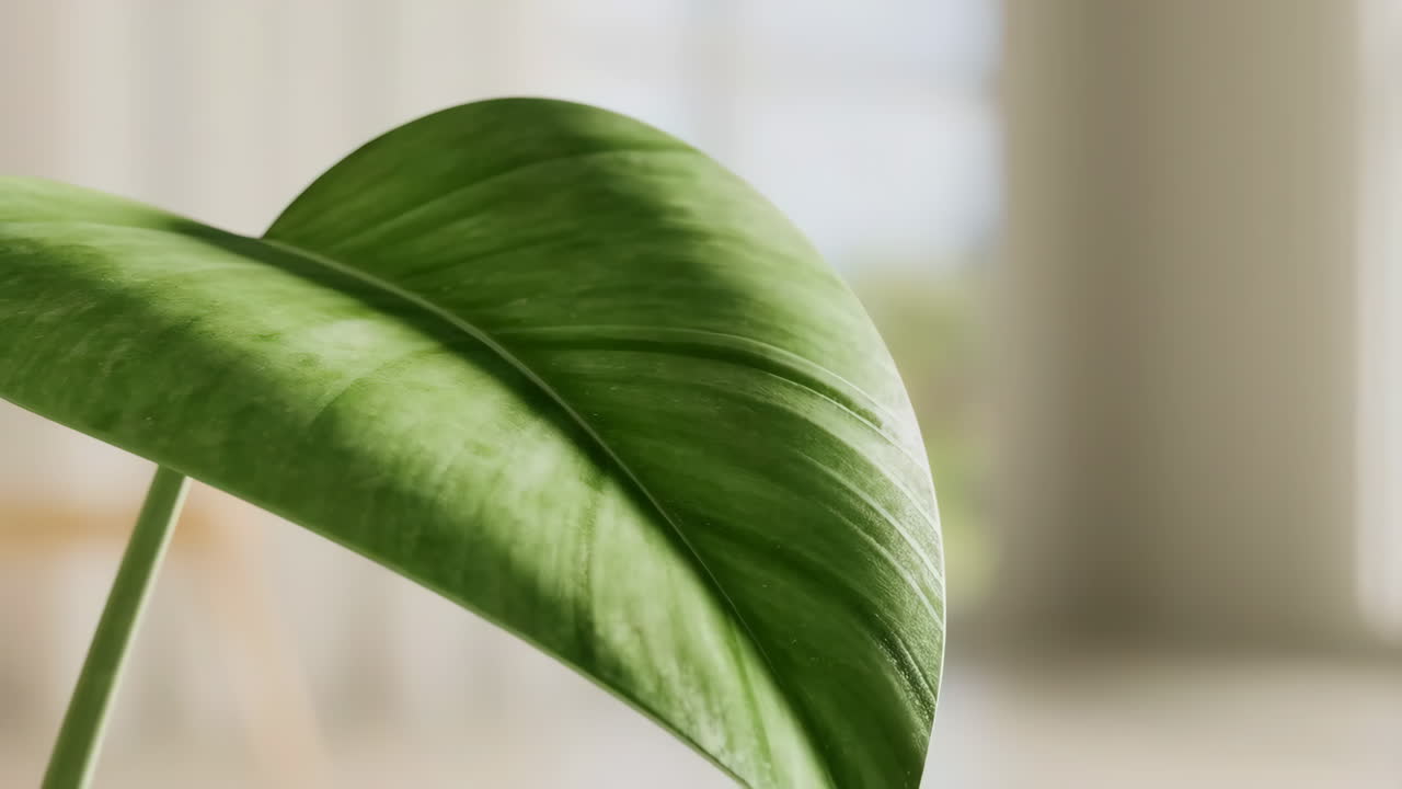 Close-up di una foglia di pianta verde vibrante