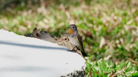 standing on a slab of concrete on the ground, the tiny red-throated flycatcher, ficedula albicilla was looking around its surroundings inside khao yai national park in thailand