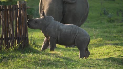 Baby-Breitmaulnashorn-Inspiziert-Einen-Zaun,-Bevor-Es-Zu-Seiner-Mutter-Rennt,-Profilaufnahme