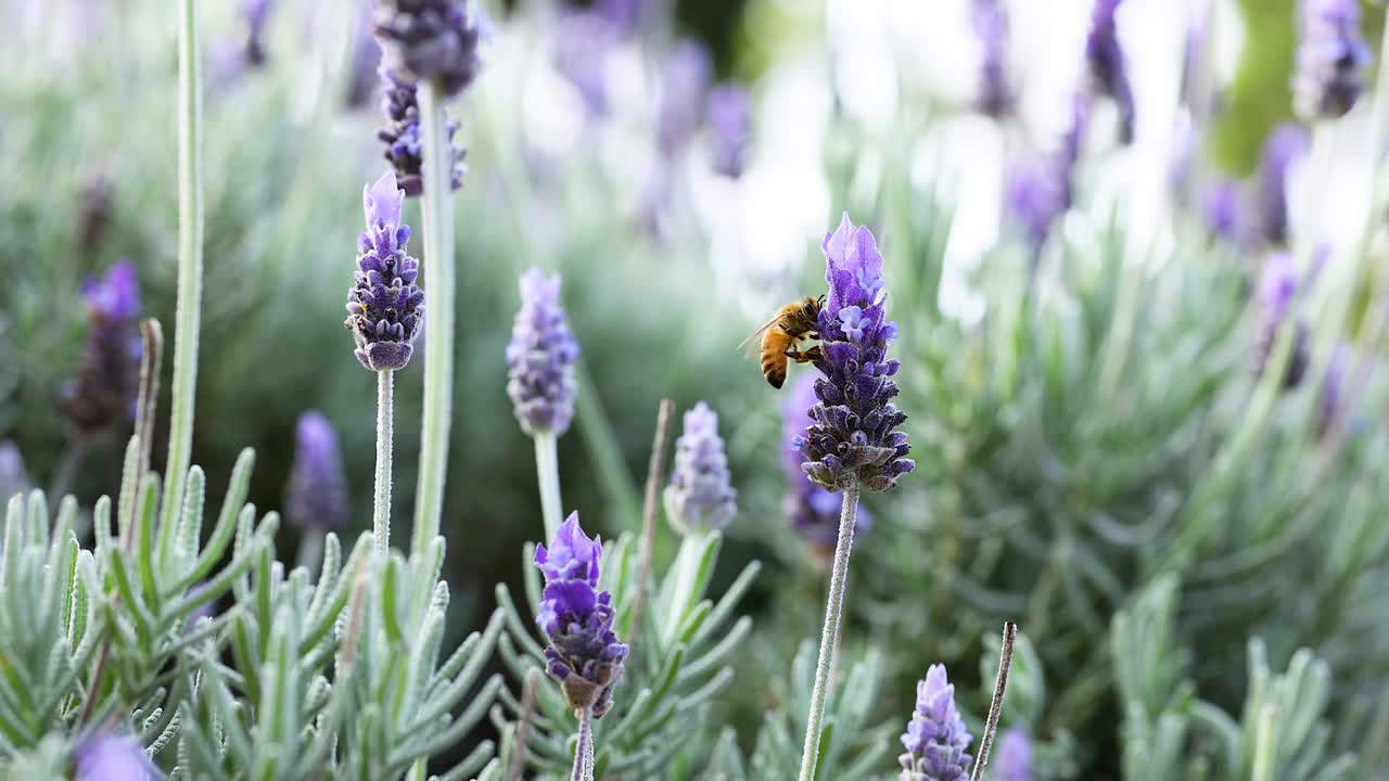 정원에서 라벤더 꽃과 상호 작용하는 벌