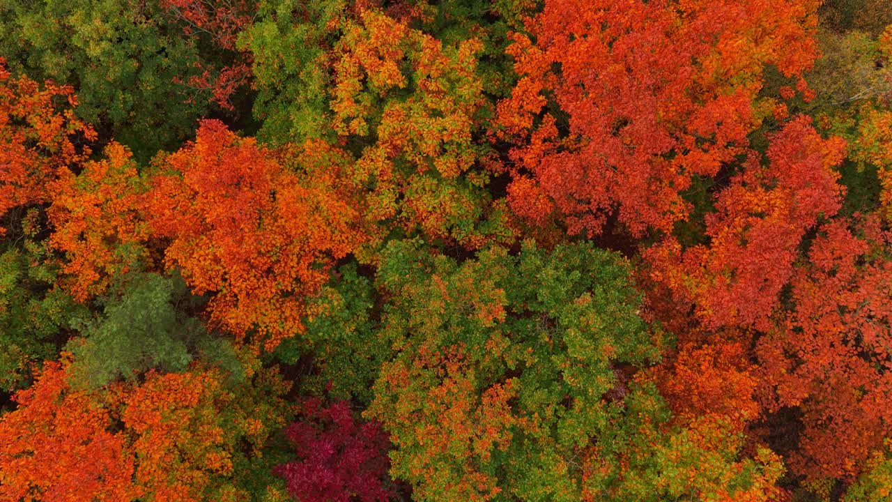 Aerial shot of vibrant fall foliage in a scenic natural landscape