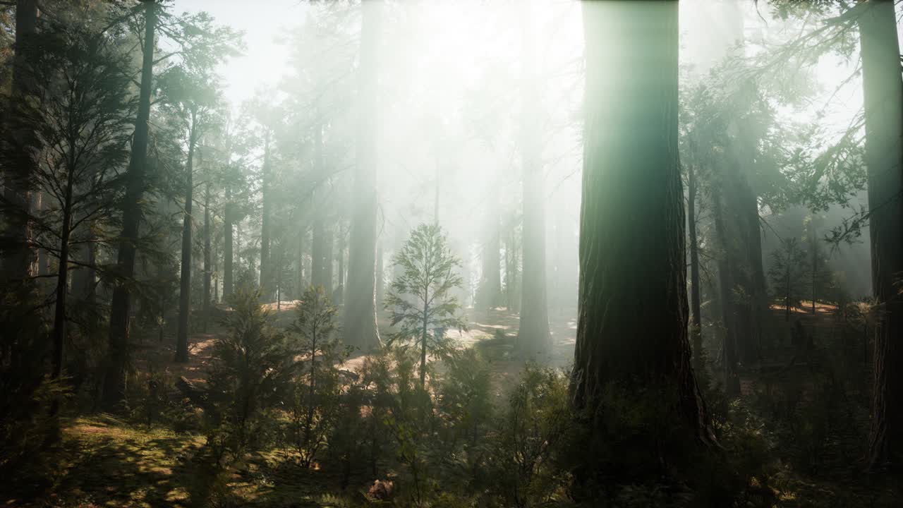 안개 안개 구름 아래의 세코이아 국립공원