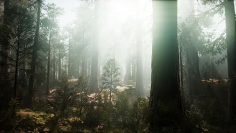 parque nacional de sequoia bajo las nubes de niebla de niebla