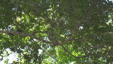 Monkey-jumping-between-palm-trees