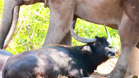 buffalo resting under elephant at chonburi zoo