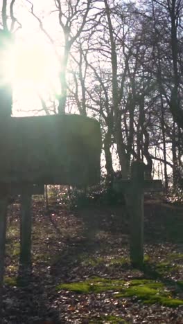 sunlit cemetery crosses