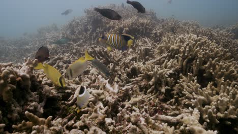 coloridos peces de arrecife tropical, peces ángel, peces conejo, peces mariposa, peces loro se están alimentando de un arrecife de coral en aguas claras