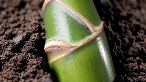 close-up of a green plant stem growing in dark soil