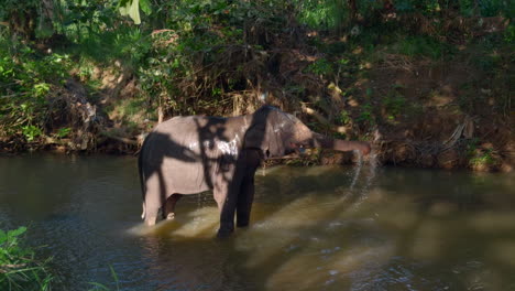 elephant bathing in a river