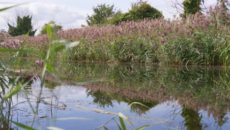 Dublin-Kanal,-Der-Den-Bewölkten-Himmel-Und-Die-Umliegenden-Pflanzen-Widerspiegelt,-Die-Sich-Im-Wind-Wiegen