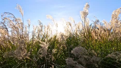 sun rising behind pampas grass at melbourne zoo