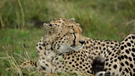 cheetah lies low in grassland of maasai mara, annoyed at approaching storm