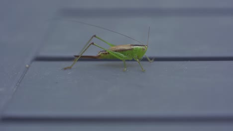 macro shot of a bright greengrass hopper walking away with its long legs