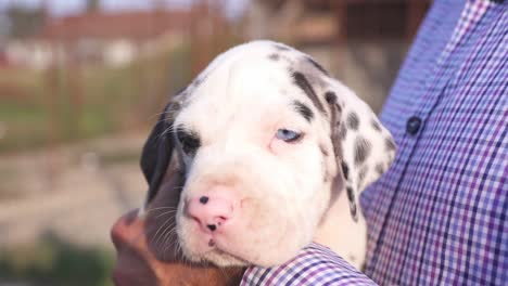 criador sosteniendo un cachorro gran danés de pura raza con ojos azules brillantes