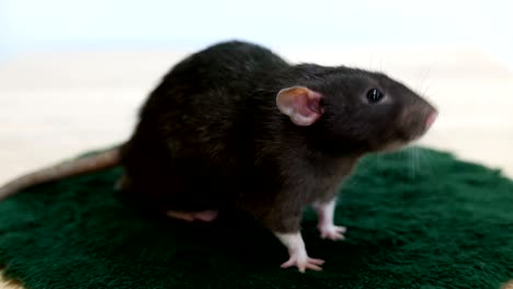 animal domestic gray rat close-up