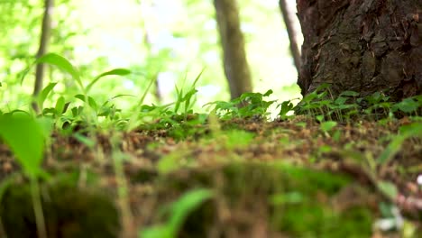 slow motion slide on beautiful moss in green forest