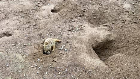 Un-Pequeño-Suricato-Cavando-Un-Hoyo-Para-Excavar,-Dentro-De-Su-Hábitat-Natural.