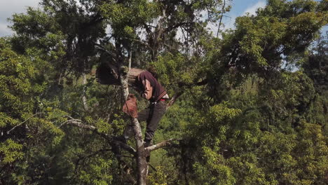 Drone-close-up-4k-aerial-view-of-a-man-up-a-tree-collecting-bees-from-a-bee-hive