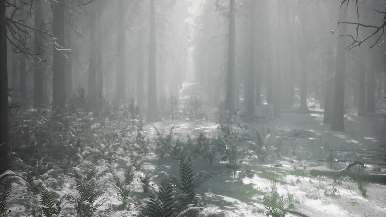 Snow covered forest with mist and tall trees near a tranquil path